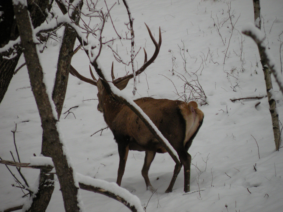 PASSIONE PER IL CERVO